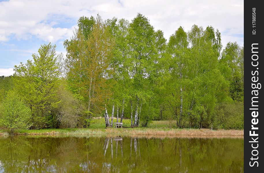 Tree, Water, Reflection, Nature