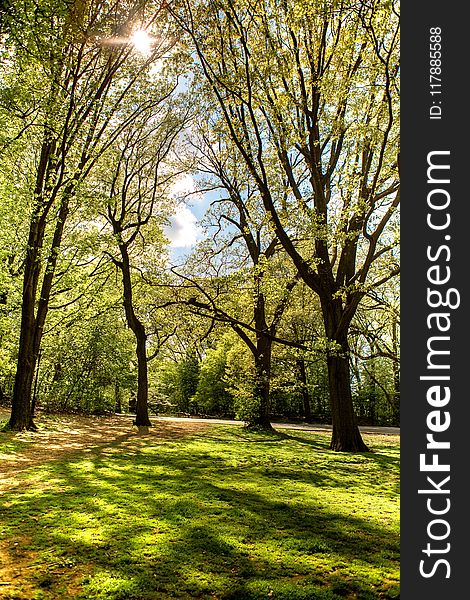 Nature, Tree, Woodland, Green