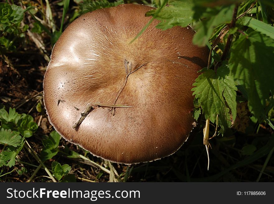 Mushroom, Fungus, Edible Mushroom, Agaricomycetes
