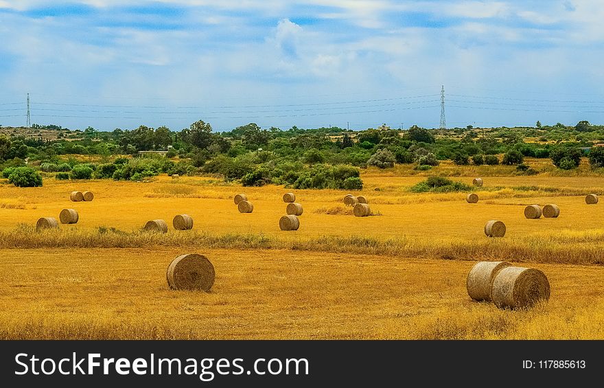 Grassland, Field, Hay, Ecosystem