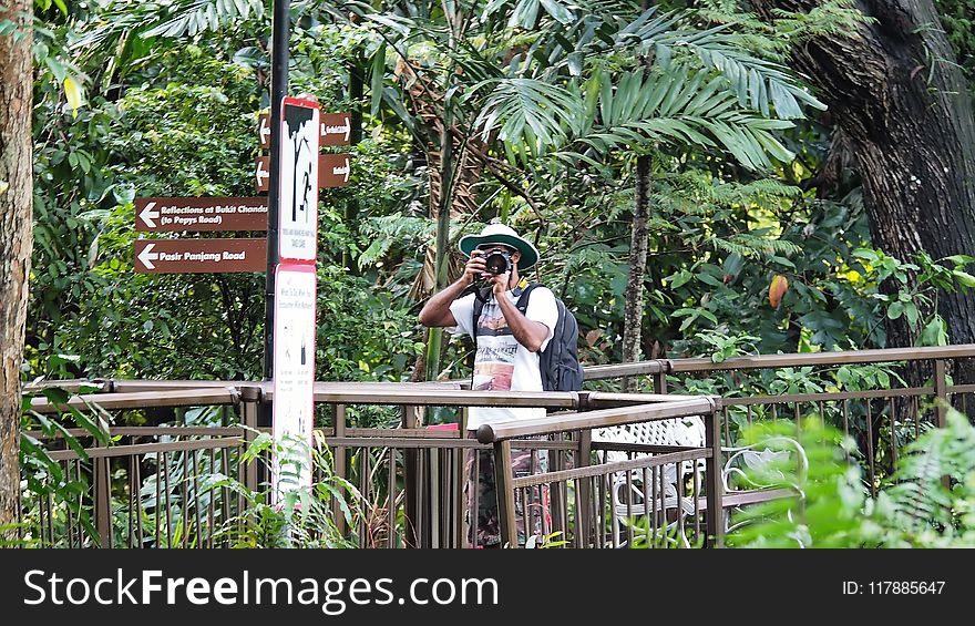 Nature, Plant, Nature Reserve, Tree