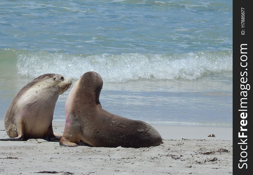 Seals, Mammal, Fauna, Marine Mammal