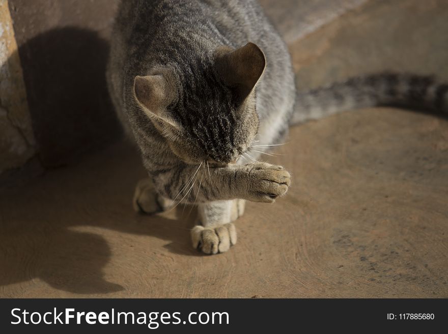 Cat, Fauna, Small To Medium Sized Cats, Whiskers