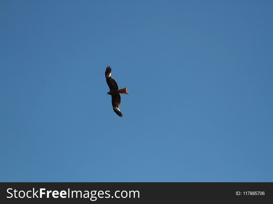 Sky, Bird, Eagle, Bird Of Prey