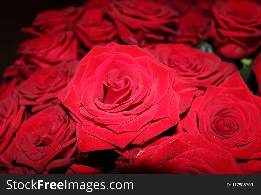 Flower, Rose, Garden Roses, Red
