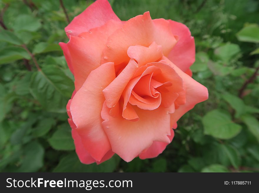 Rose, Flower, Rose Family, Floribunda