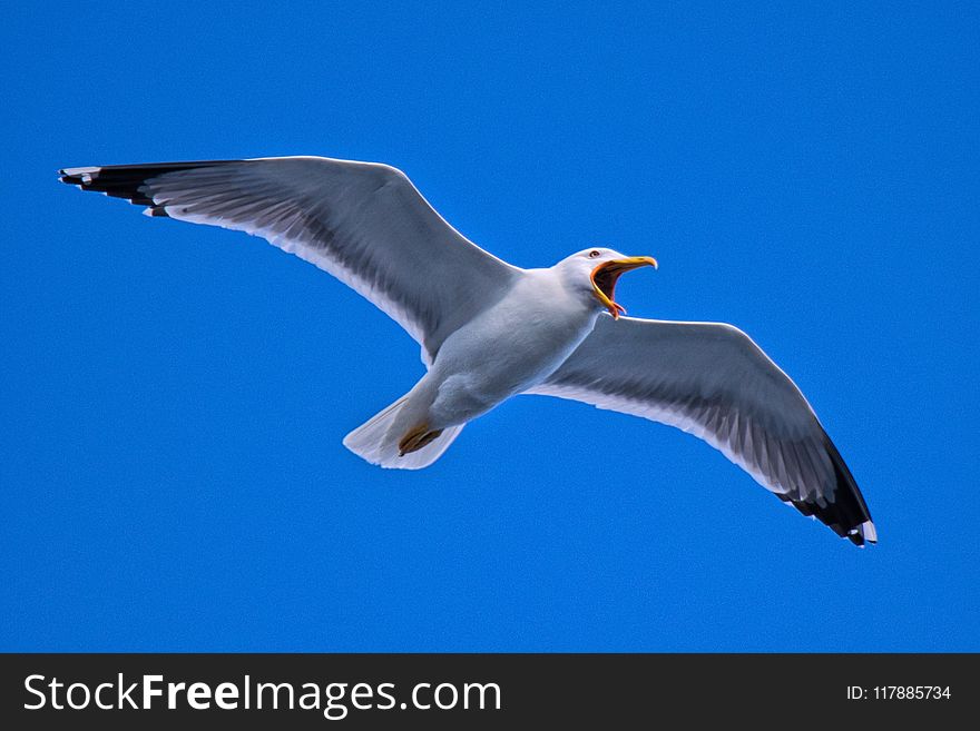 Bird, Gull, European Herring Gull, Sky