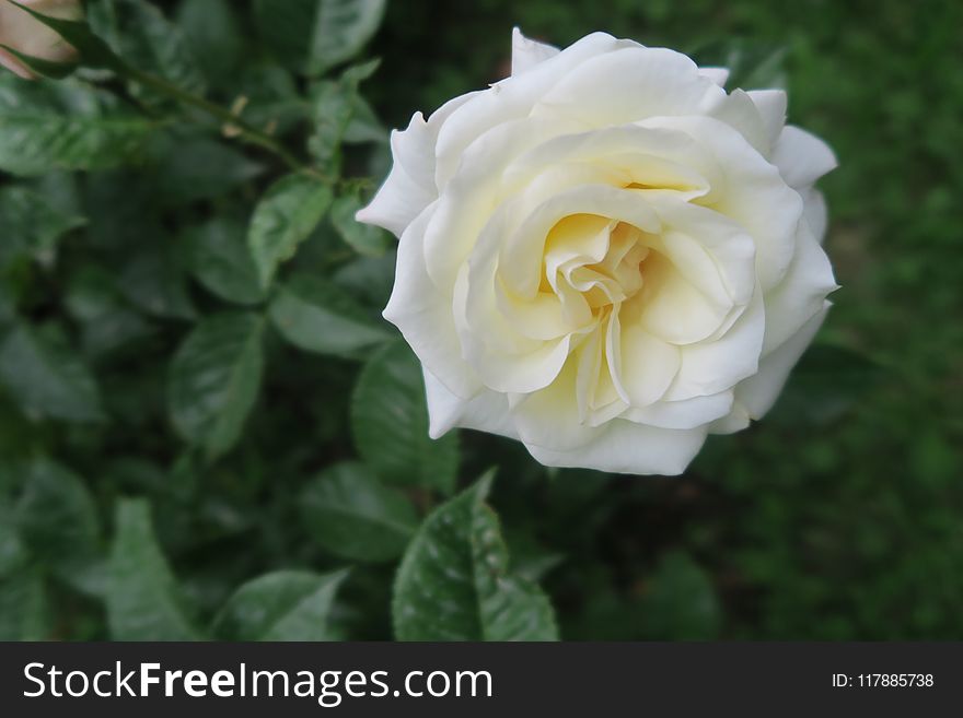 Flower, Rose, Rose Family, White