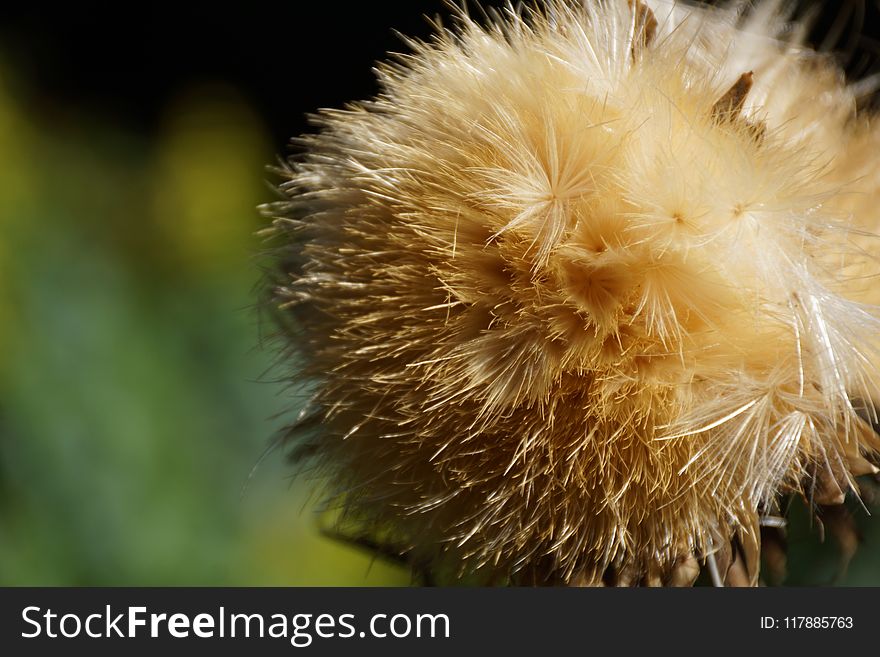 Close Up, Flora, Flower, Macro Photography