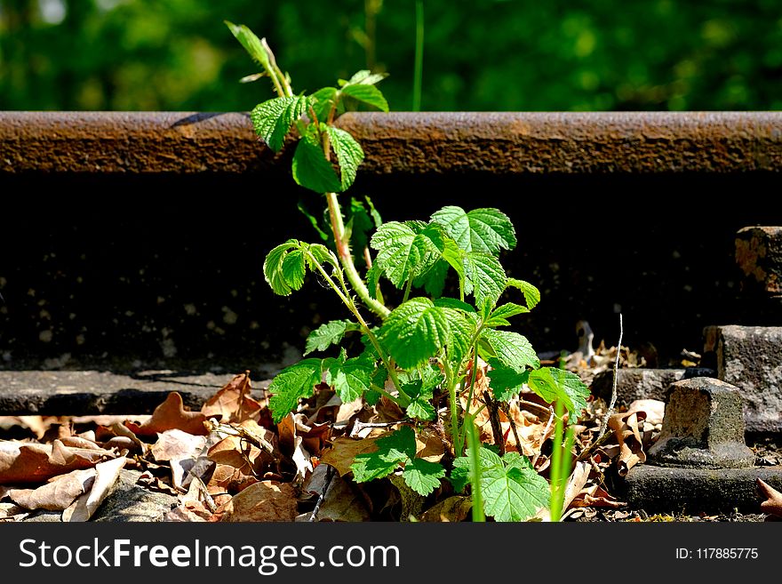 Plant, Leaf, Herb