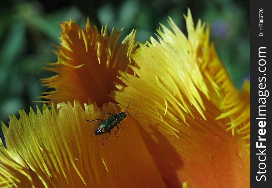 Yellow, Honey Bee, Invertebrate, Pollen
