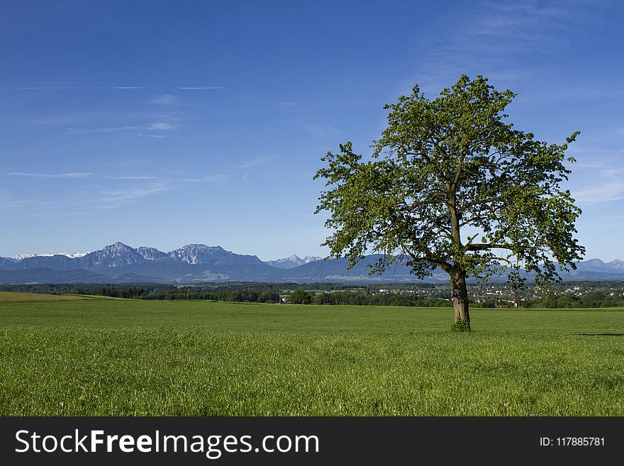 Grassland, Sky, Field, Tree