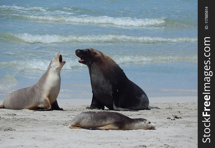 Seals, Mammal, Fauna, Terrestrial Animal
