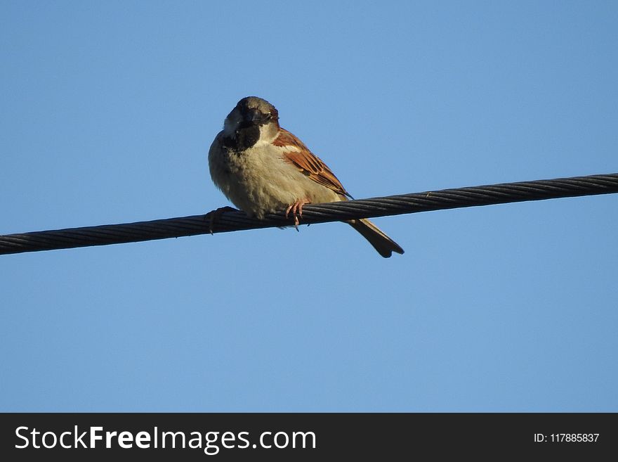 Bird, Fauna, Beak, Sky