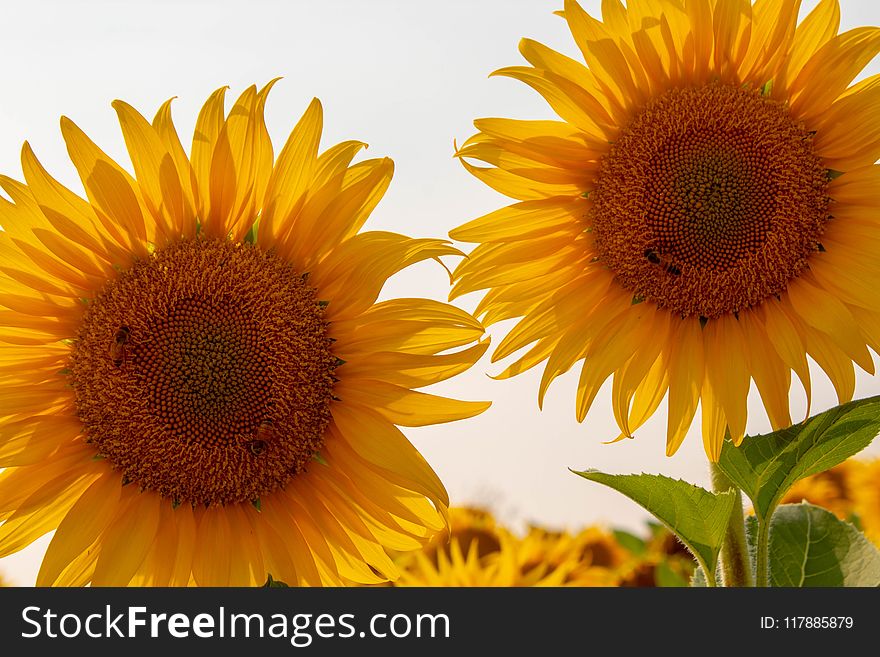 Sunflower, Flower, Yellow, Sunflower Seed