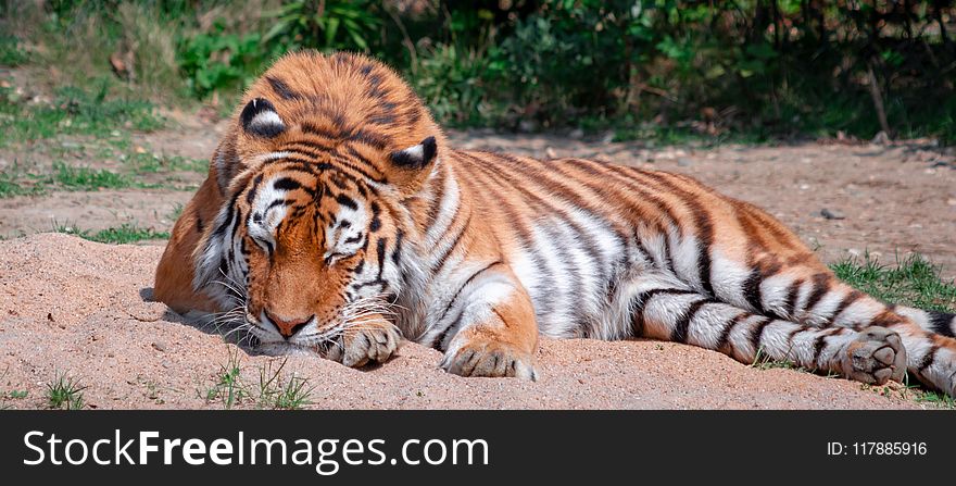 Wildlife, Tiger, Terrestrial Animal, Mammal