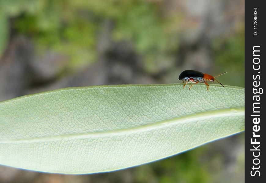 Fauna, Insect, Bird, Leaf