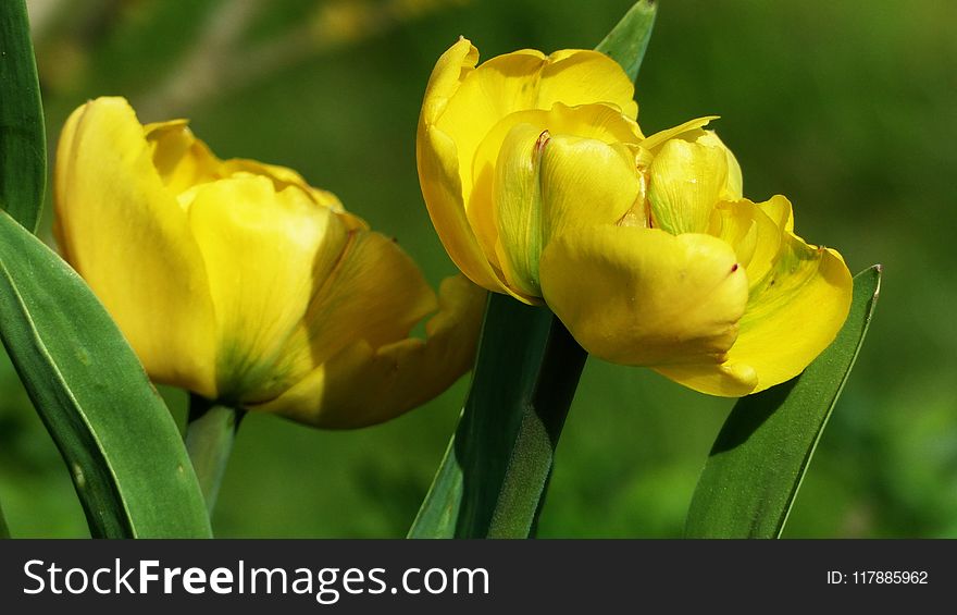 Flower, Yellow, Plant, Tulip