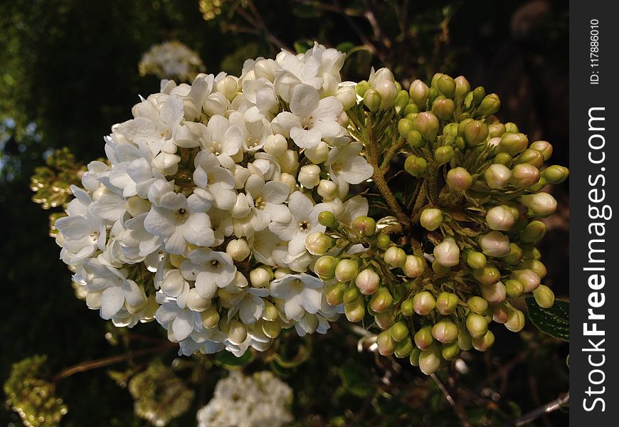 Plant, Viburnum, Flora, Spring