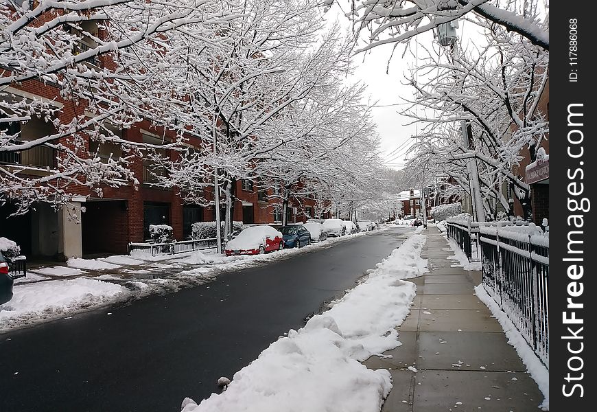 Snow, Winter, Tree, Neighbourhood