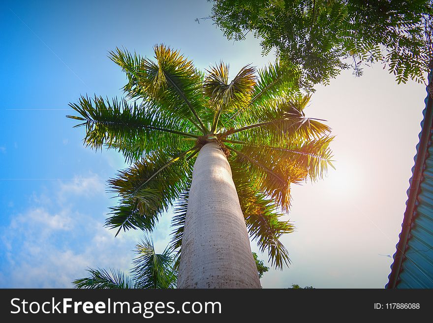 Sky, Tree, Palm Tree, Arecales