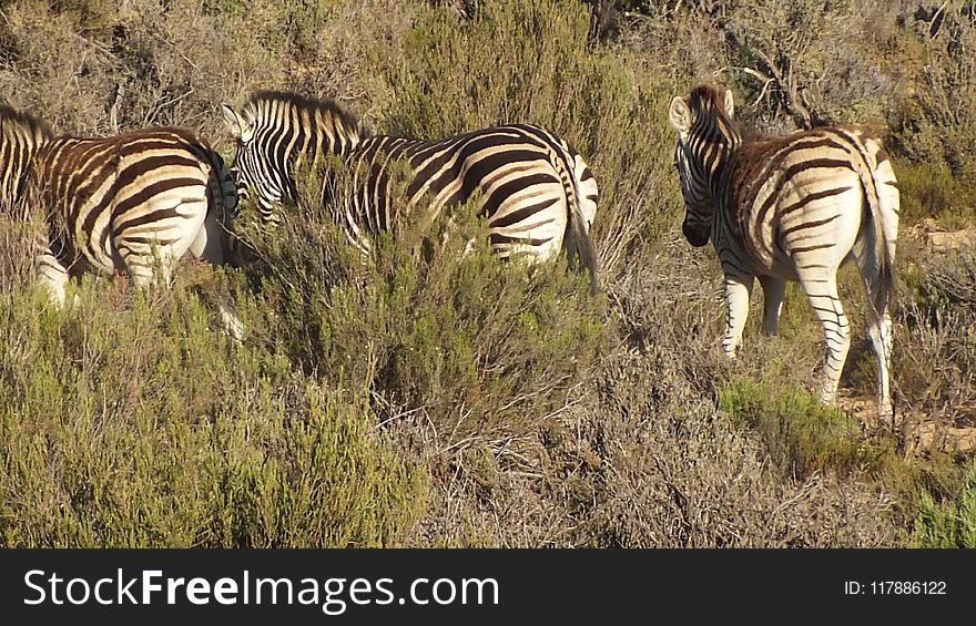 Wildlife, Zebra, Grassland, Terrestrial Animal