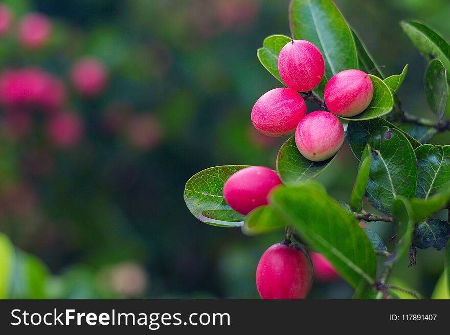 Bengal Currants Scientific Name: Carissa Carandas