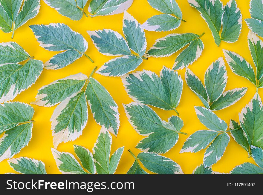 Ornament, pattern, texture of leaves on bright background. Studio Photo