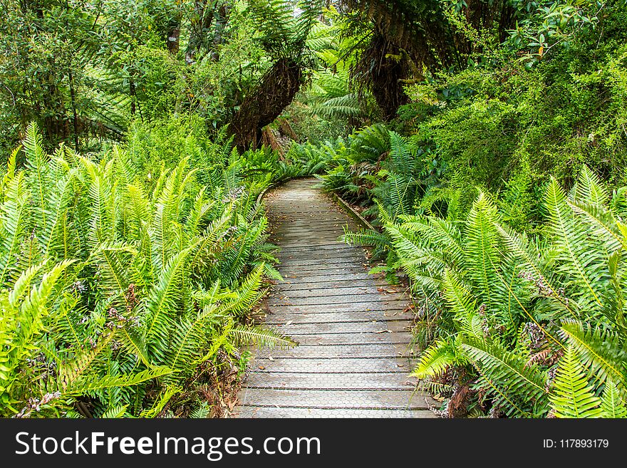 Boardwalk leading through Hastings cave nature reserve temperate rainforest and river