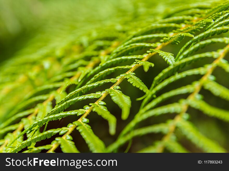 Close Up Of Fern Frond Pattern Abstract, Background Texture