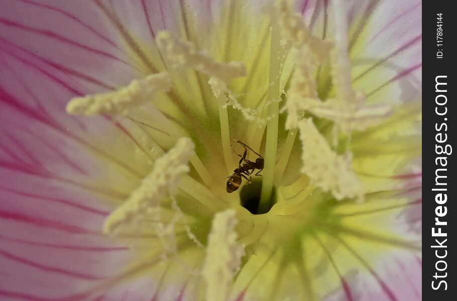 Tiny ant feeding off the pollen of a pink flower with yellow Pistils. Tiny ant feeding off the pollen of a pink flower with yellow Pistils