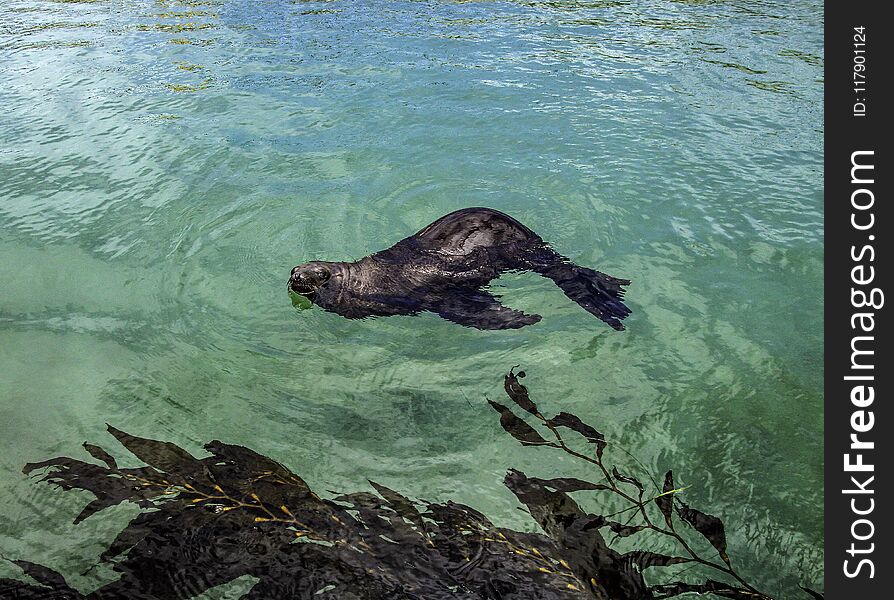 West coast pinniped individual floating while asleep near kelp. West coast pinniped individual floating while asleep near kelp