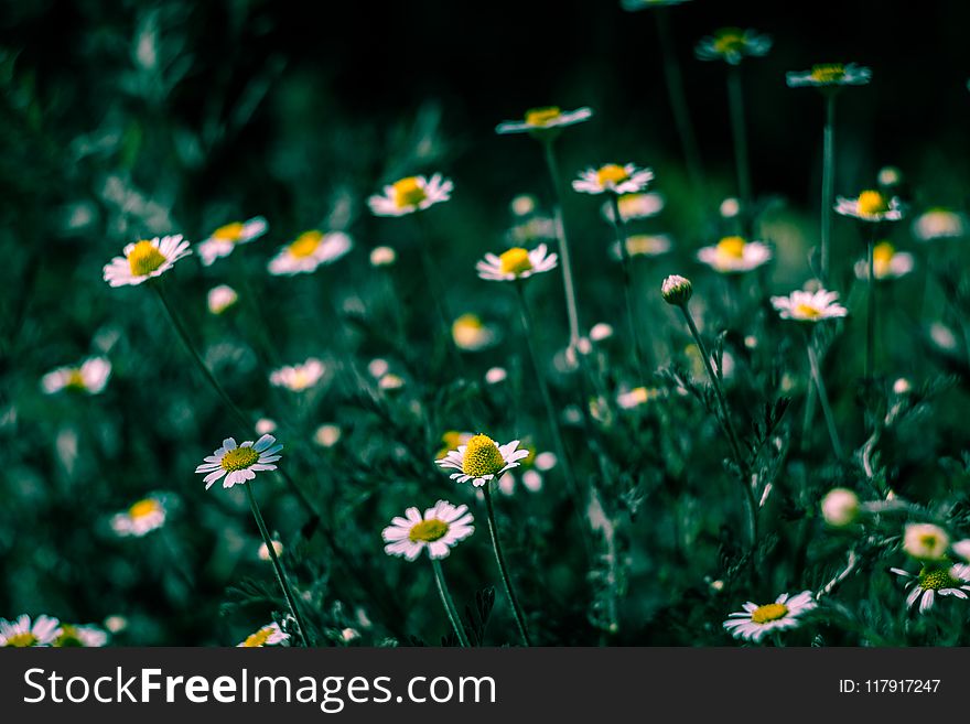 Selective Focus of White Petaled Flowers