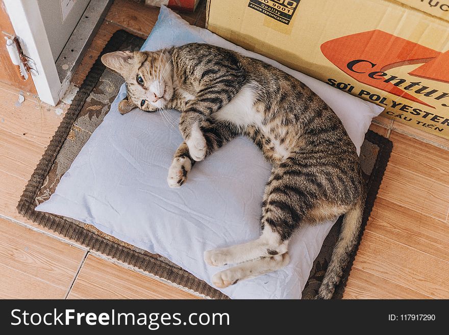 Brown Tabby Cat Lying on Grey Throw Pillow