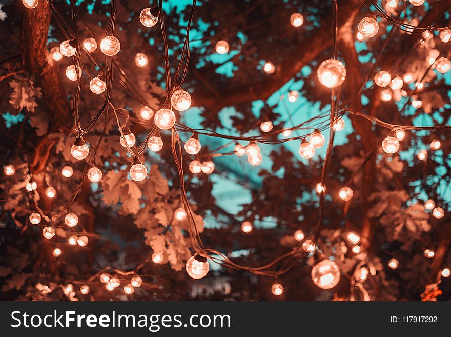 Brown String Lights in Tree