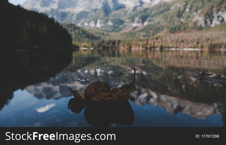 Withered Leaf On Water In Shallow Photography