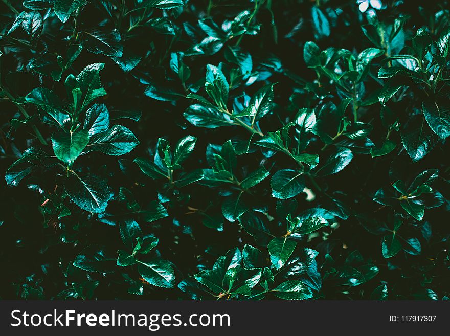 Closeup Photo Of Green Leaf Plant