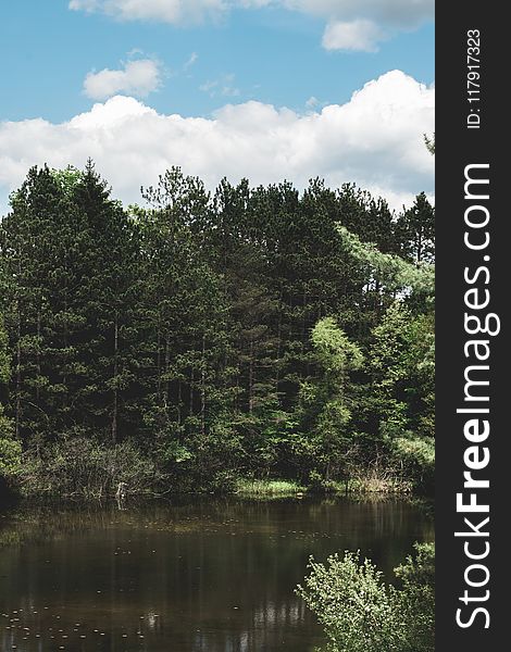 Forest Near Calm Body Of Water Landscape Photograph