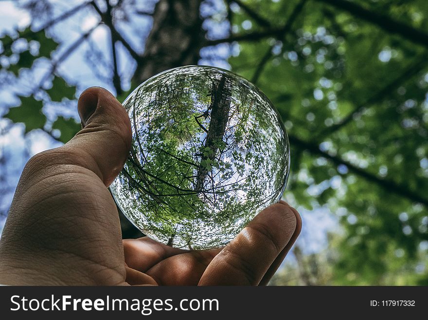 Water Globe Photography of Green Leaf Tree