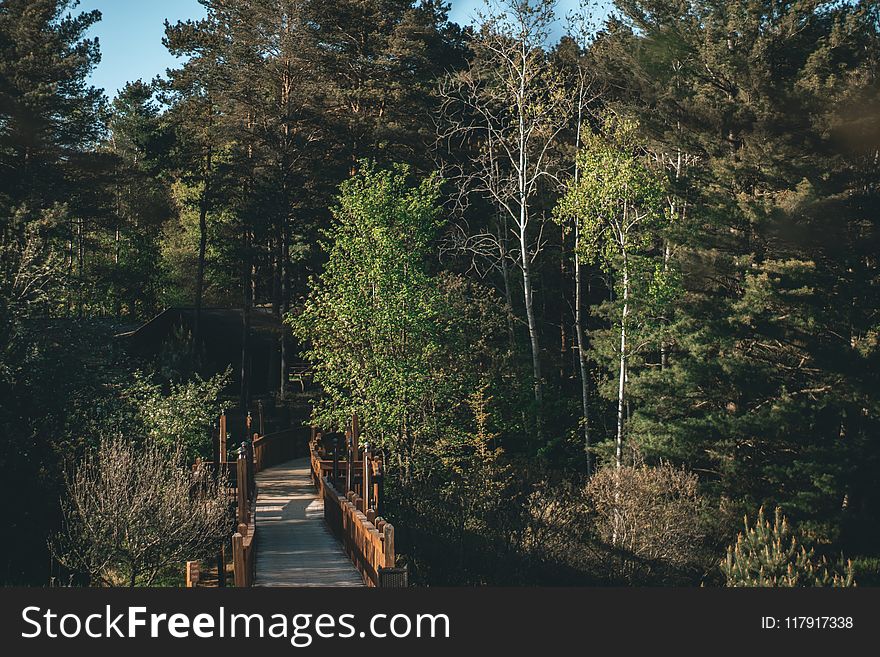 Green Forest Near Bridge