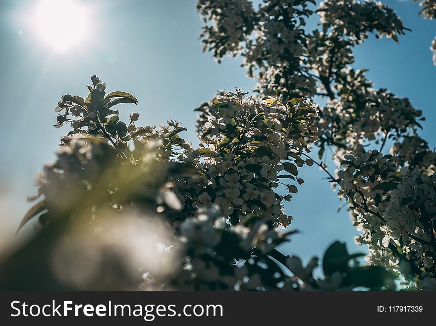 White Cherry Blossom Tree in Bloom at Daytime