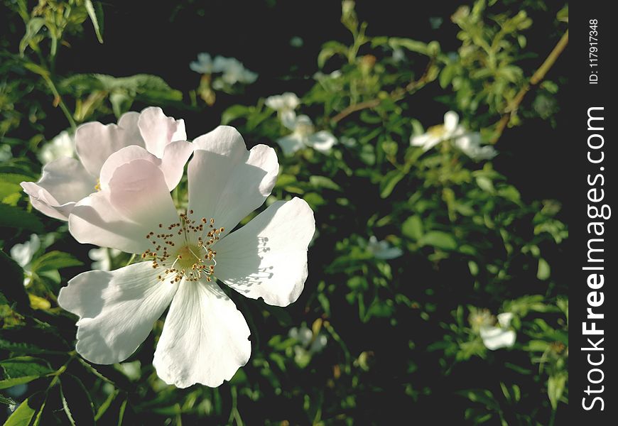 White Single-petaled Roses Closeup Photography At Daytime