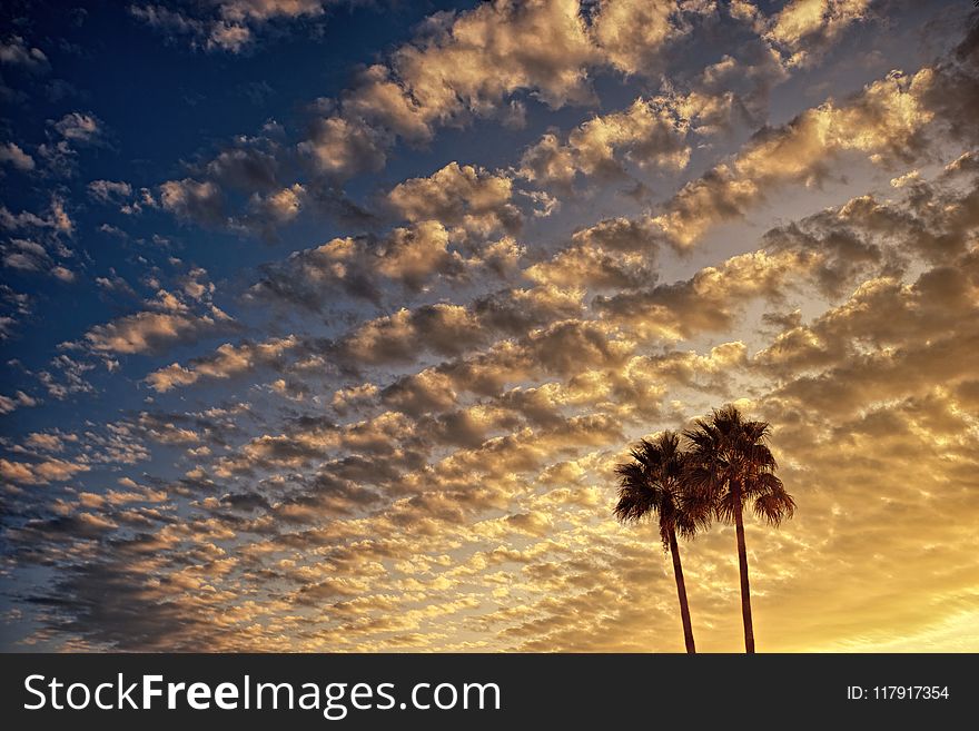 Low Angle Photography of Palm Tree Under Cloudy Sky during Golden Hour