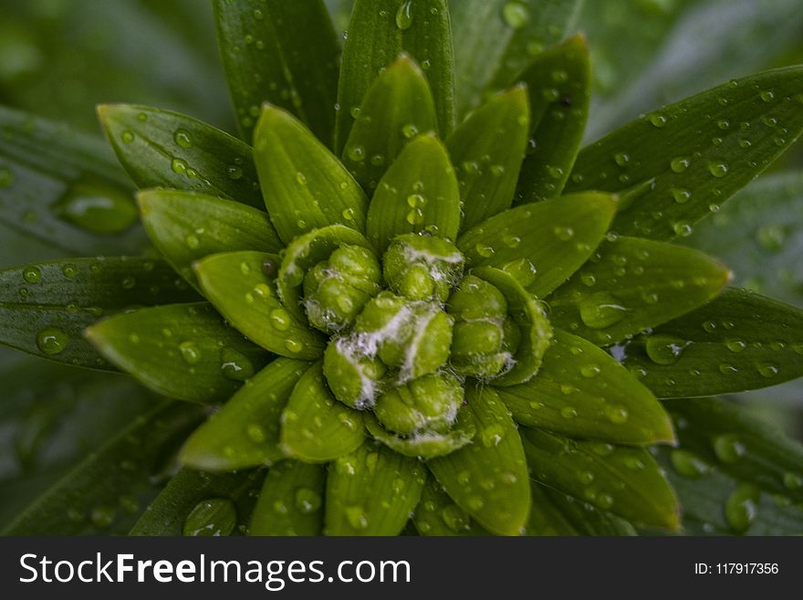Close-up Photo Of Green Leaf Plant With Water Drops