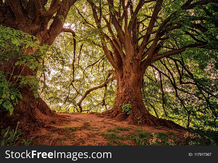Landscape Photography of Green Leaf Trees