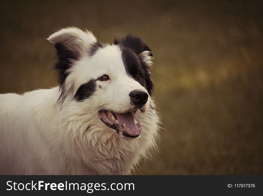 Adult Black and White Border Collie