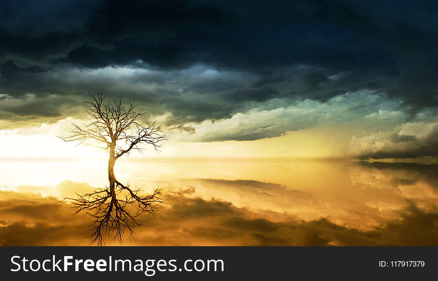 Photo of Bare Tree Under Cloudy Sky