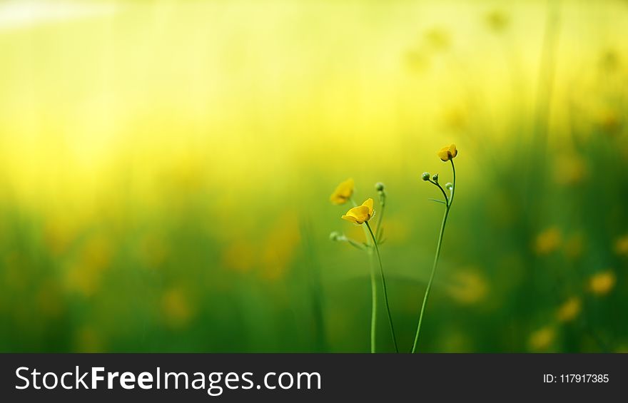 Selective Focus Photo Of Yellow Petaled Flowers