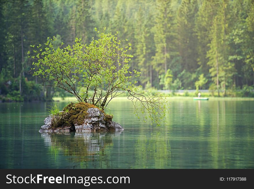 Green Leafed Plant On Body Of Water