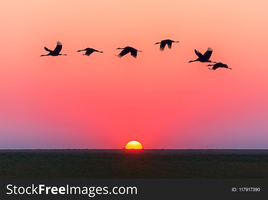 Birds Flying Over Body Of Water During Golden Hour